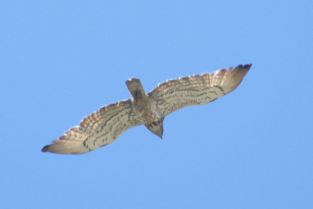 Short-toed Snake-Eagle - ML620823578