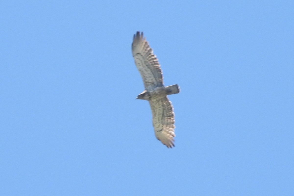 Short-toed Snake-Eagle - ML620823579