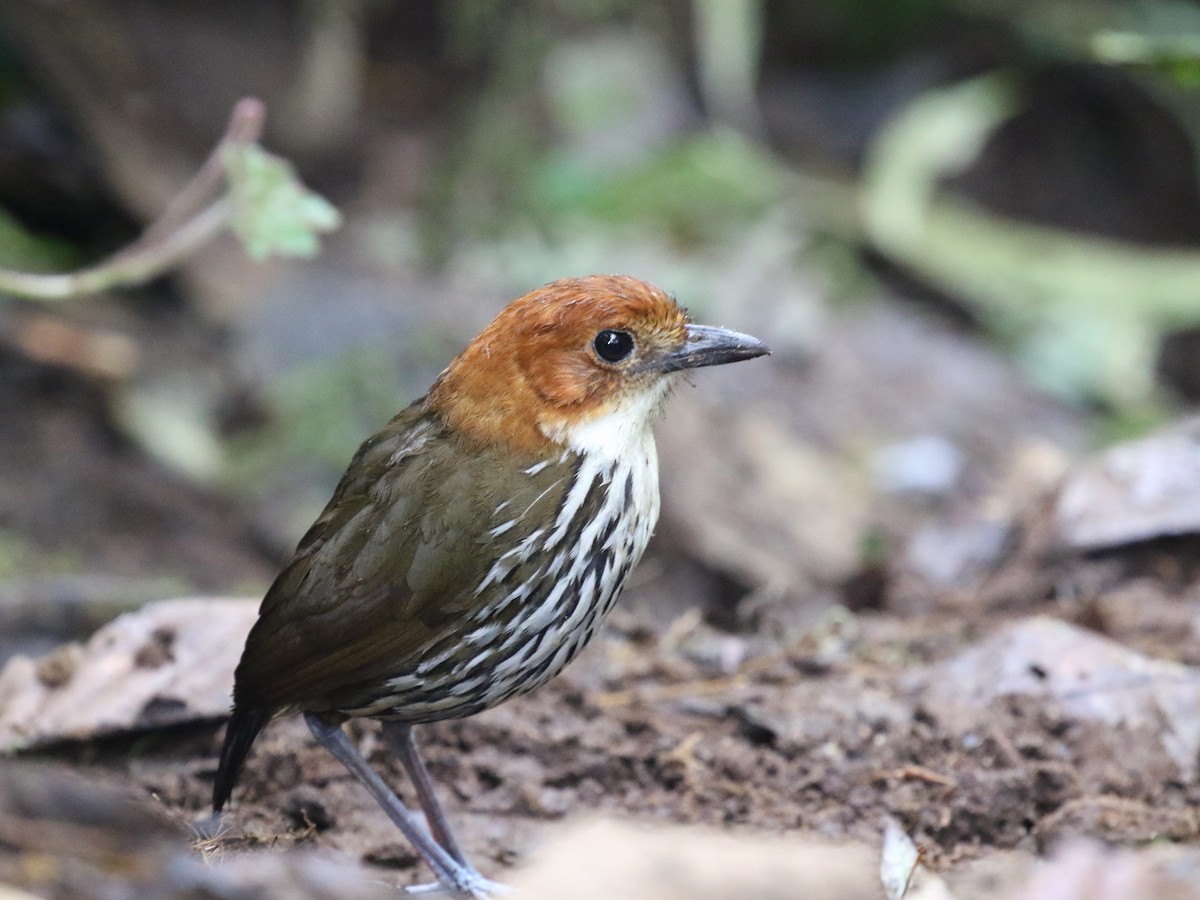 Chestnut-crowned Antpitta - ML620823585