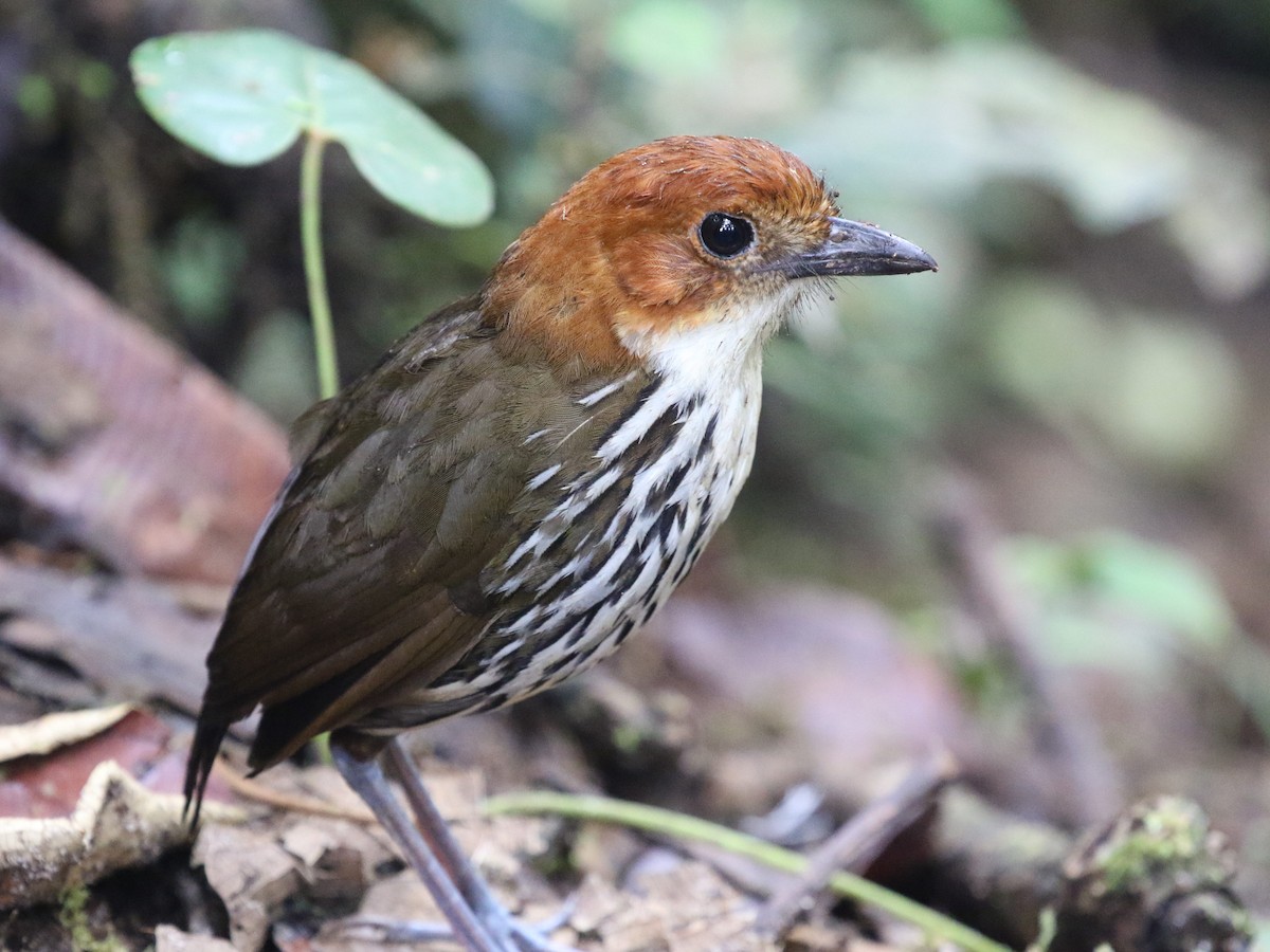 Chestnut-crowned Antpitta - ML620823586