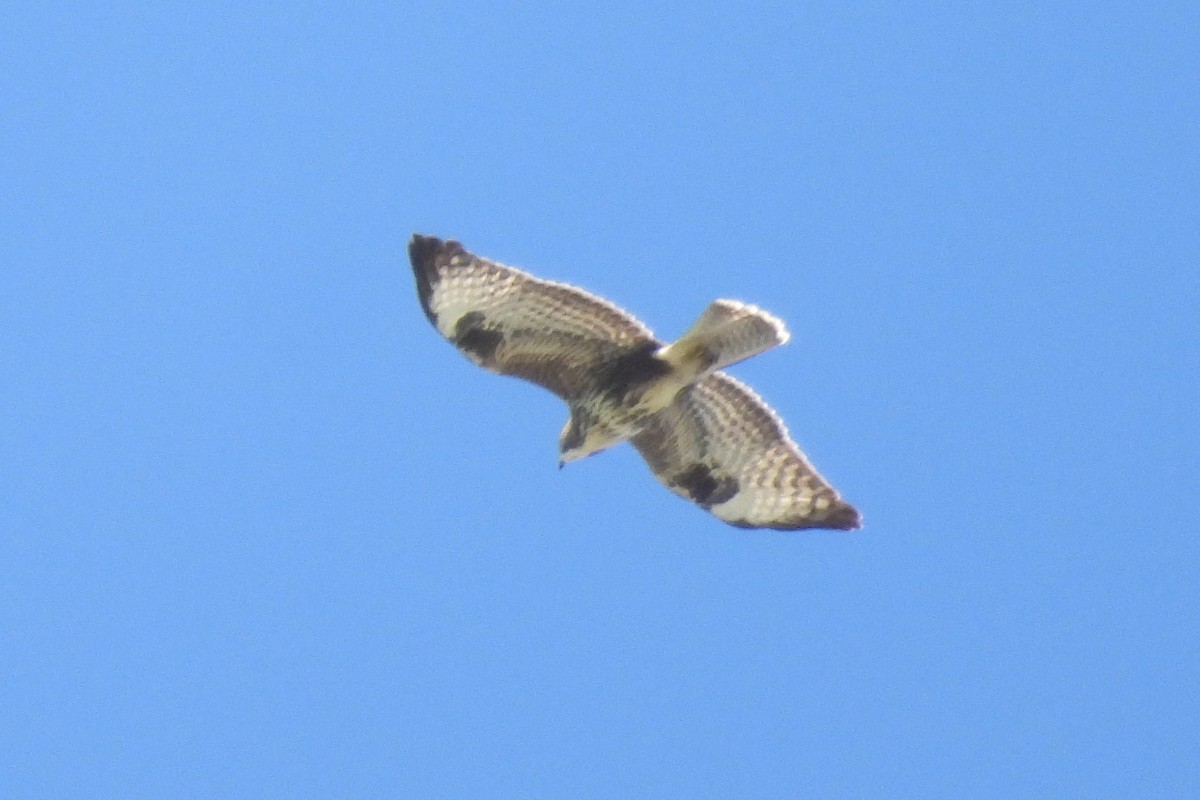 Common Buzzard - ML620823587