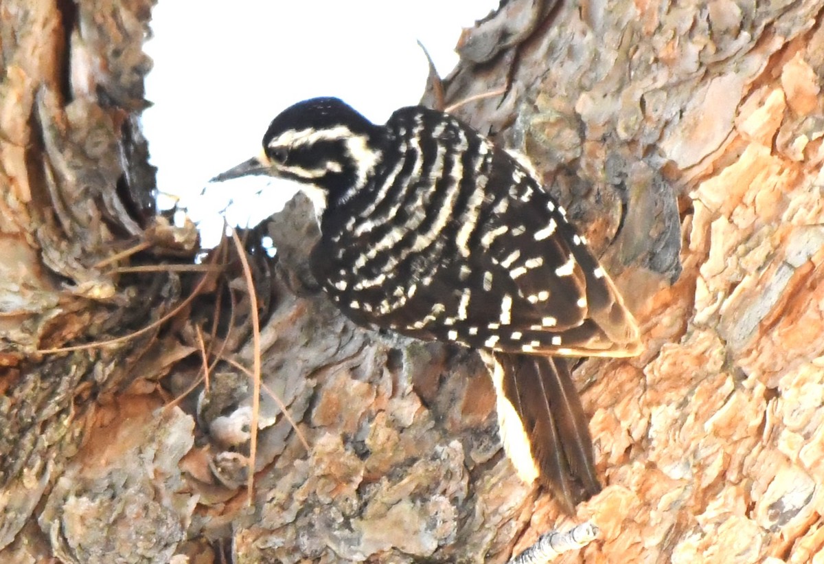 Nuttall's Woodpecker - ML620823591