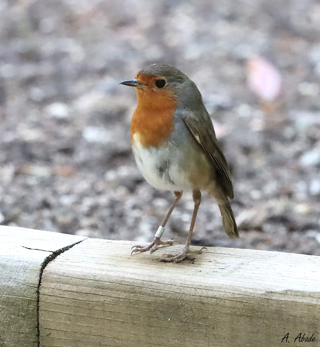 European Robin - ML620823607