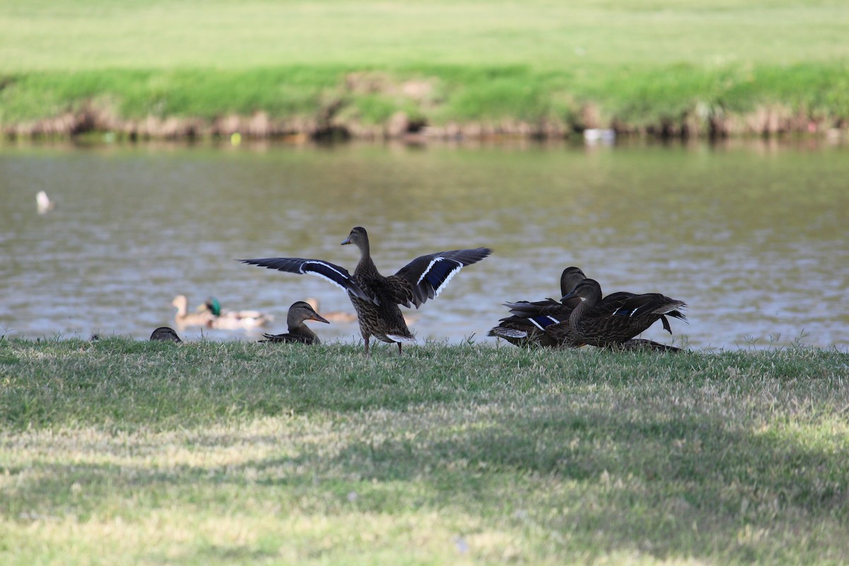 Mallard - Brendel O’Brien