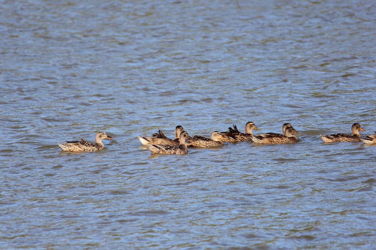 Mallard - ML620823612