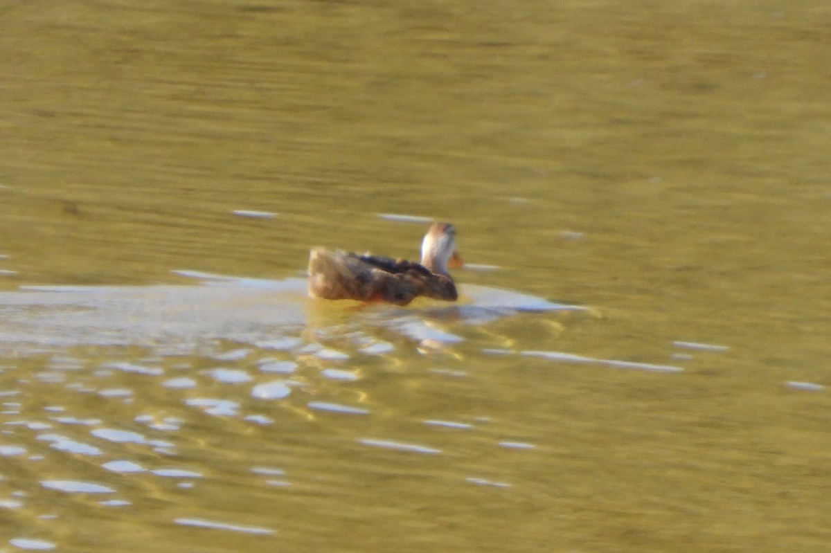 dabbling duck sp. - ML620823614