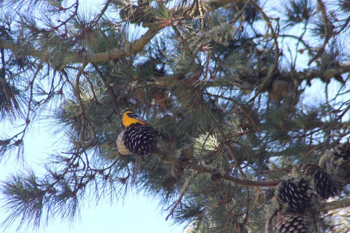 Hooded Oriole - ML620823615