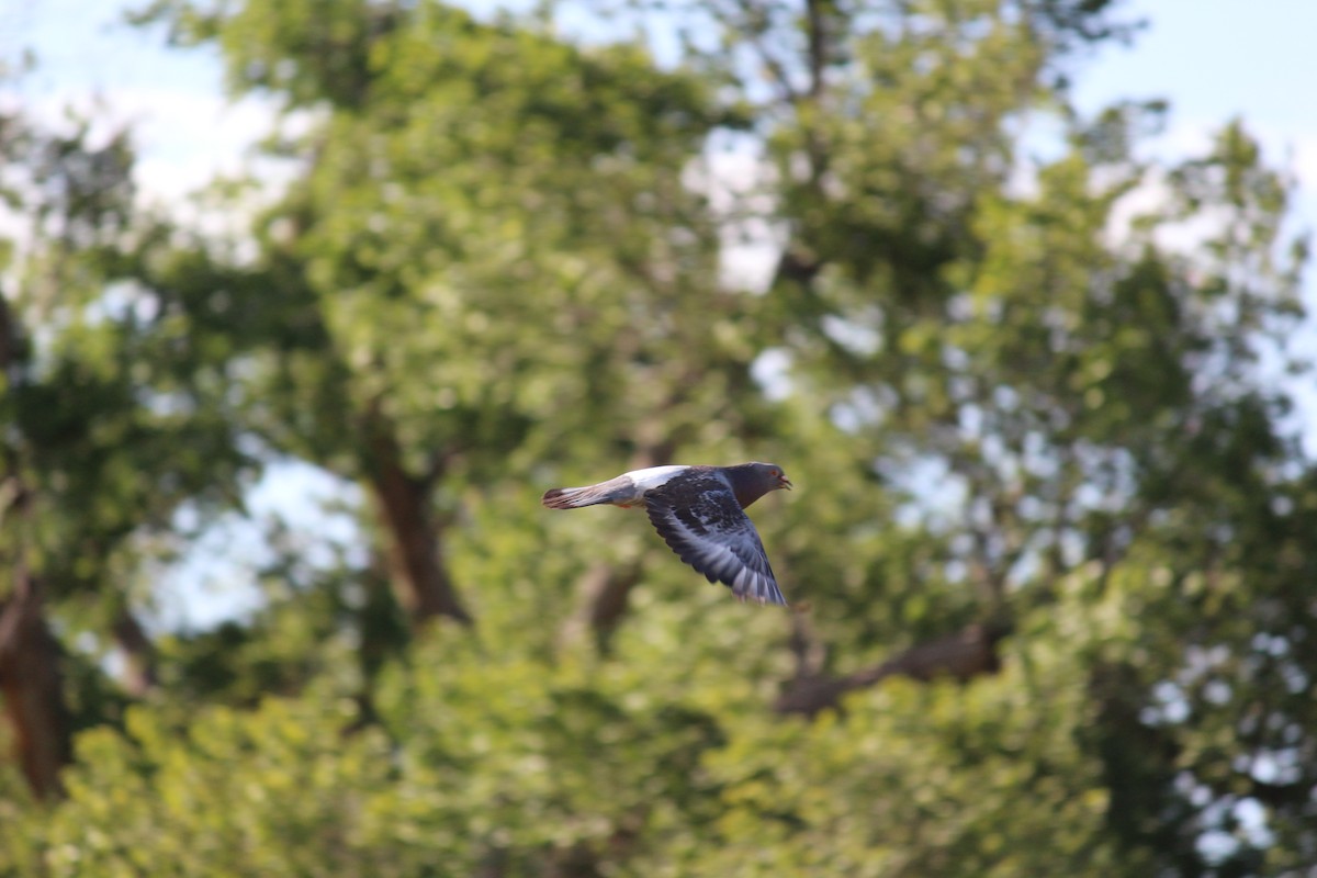 Rock Pigeon (Feral Pigeon) - ML620823617