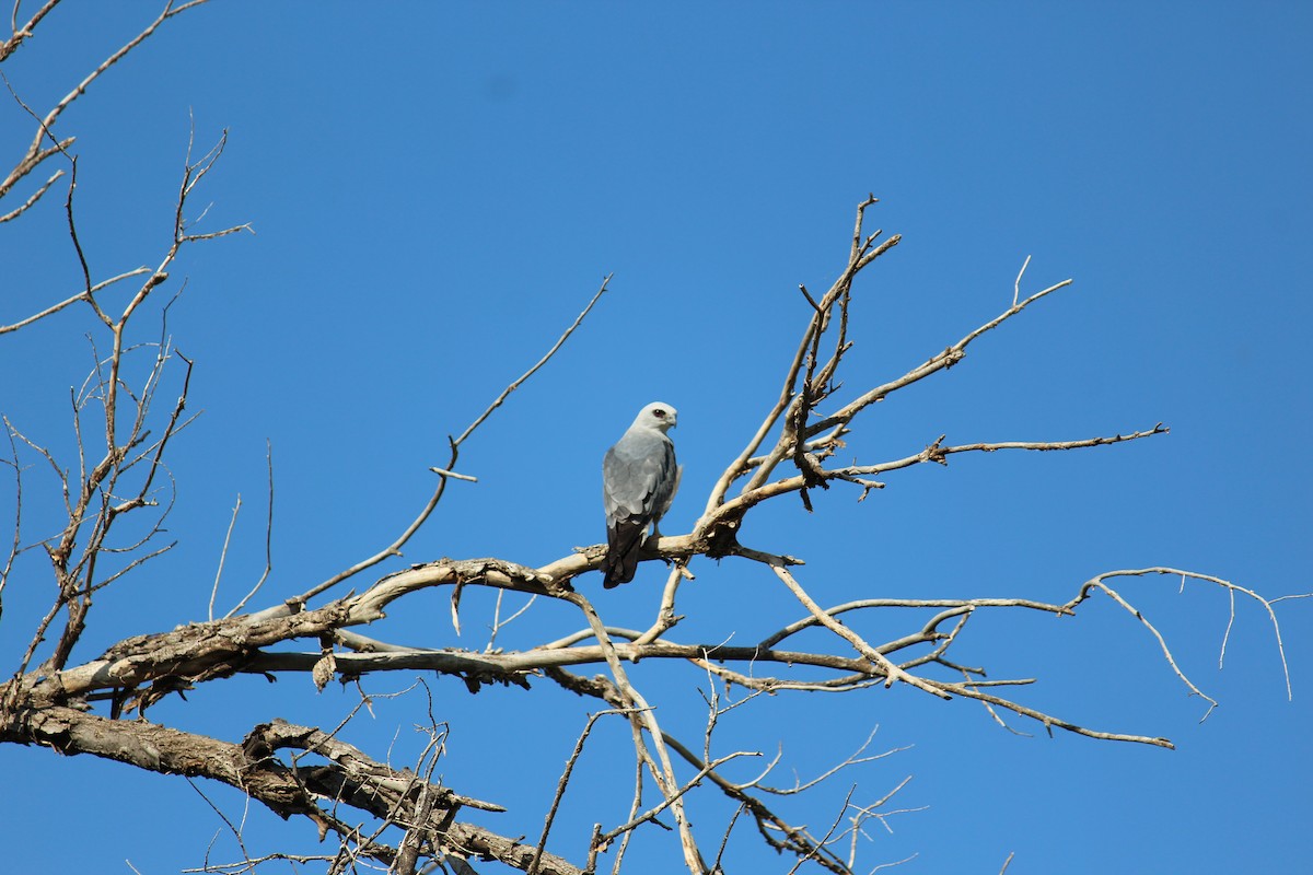 Mississippi Kite - ML620823622