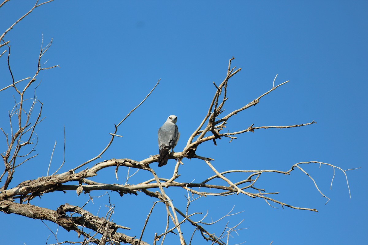 Mississippi Kite - Brendel O’Brien