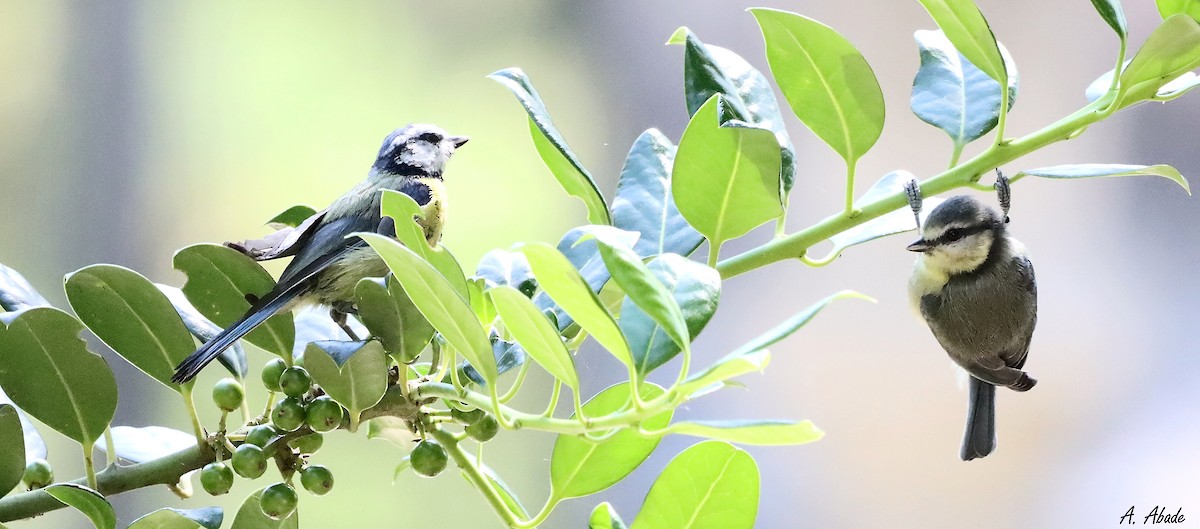 Eurasian Blue Tit - ML620823625