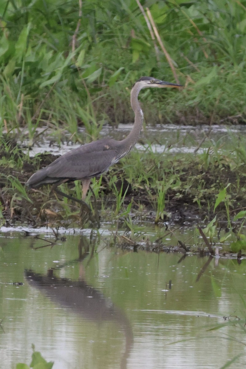 Great Blue Heron (Great Blue) - ML620823626