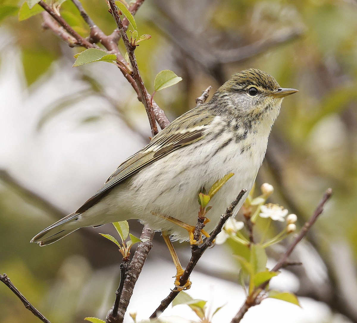 Blackpoll Warbler - ML620823628