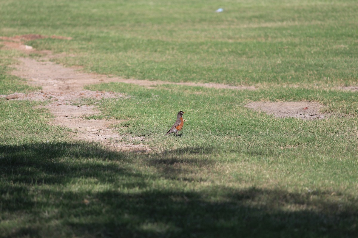 American Robin - ML620823632