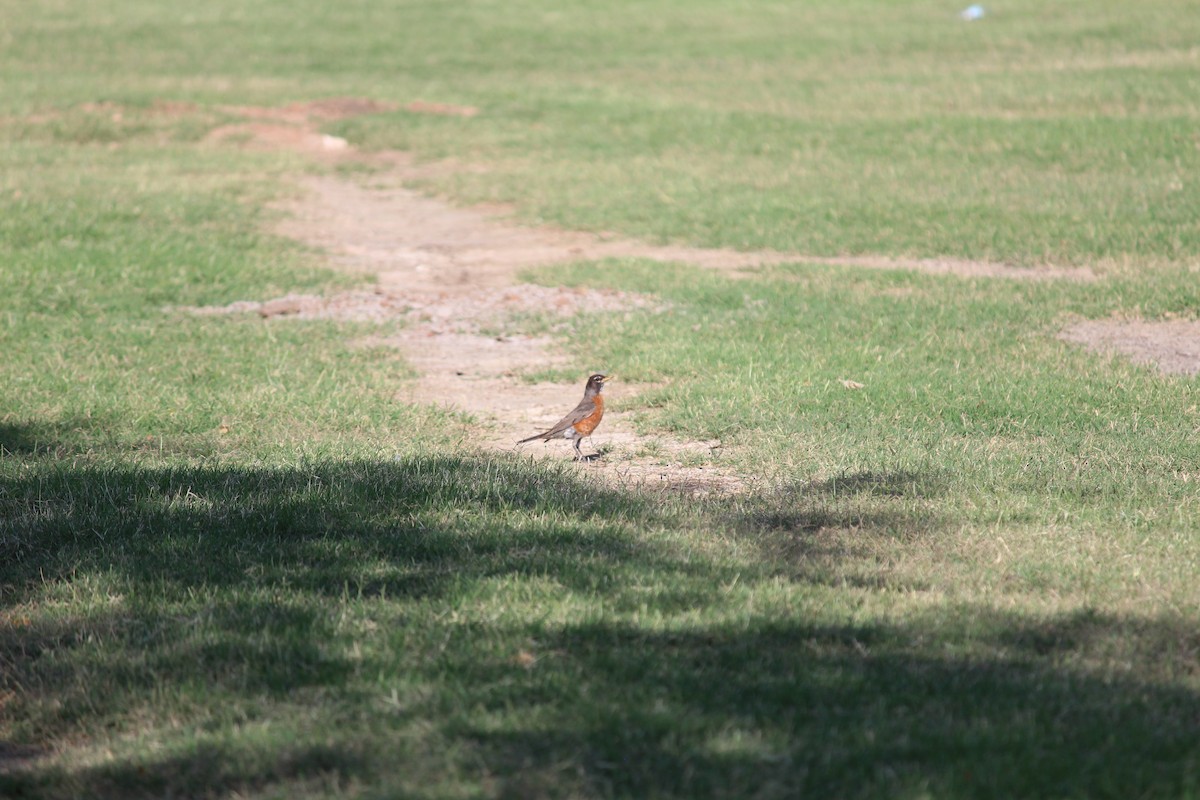 American Robin - ML620823633