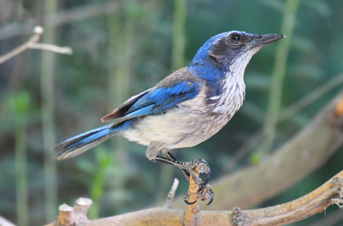 California Scrub-Jay - ML620823634