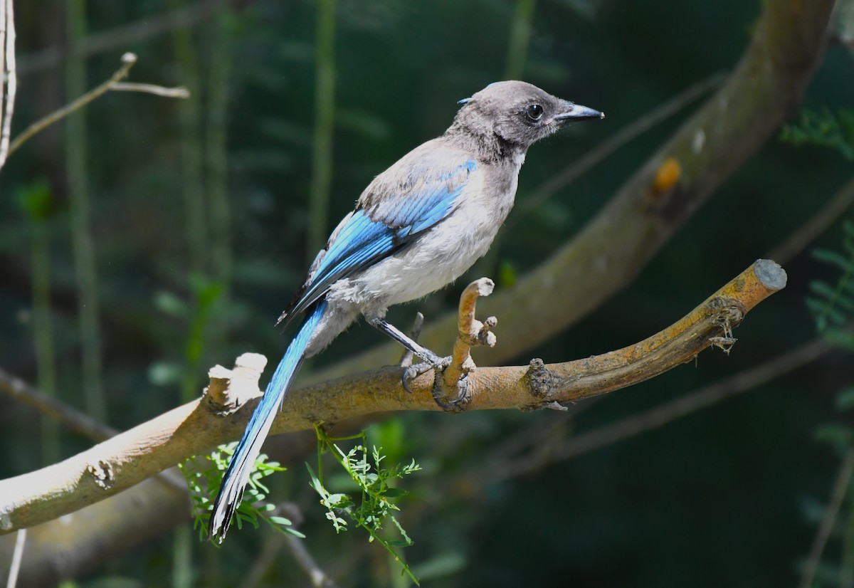 California Scrub-Jay - ML620823635