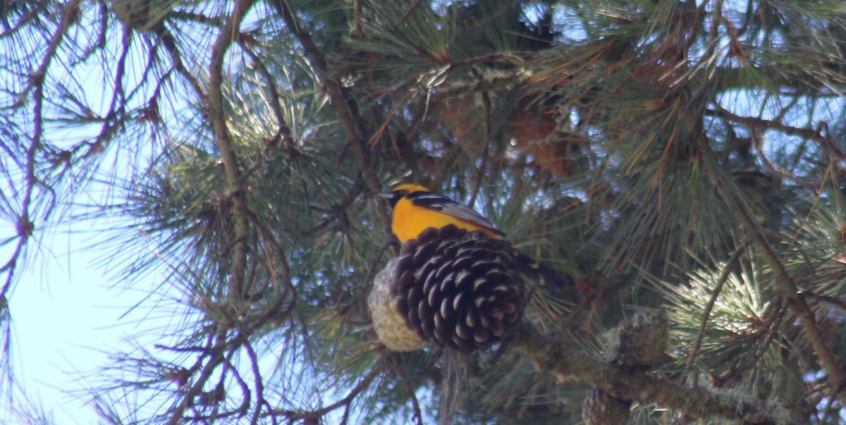 Hooded Oriole - ML620823636