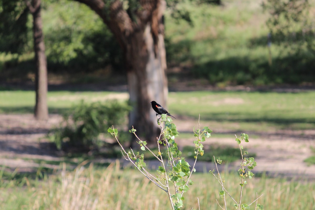 Red-winged Blackbird - ML620823637