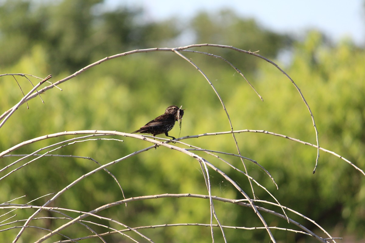 Red-winged Blackbird - ML620823638