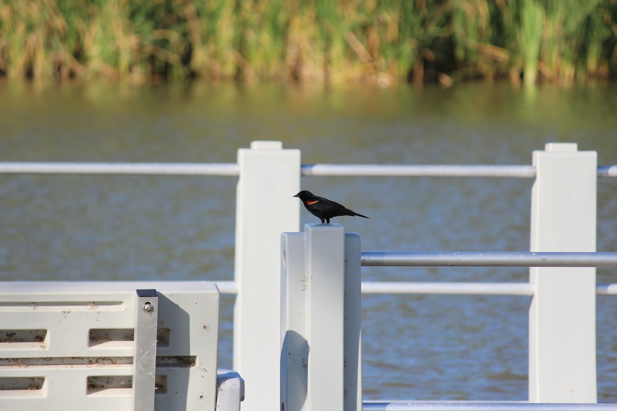 Red-winged Blackbird - ML620823641