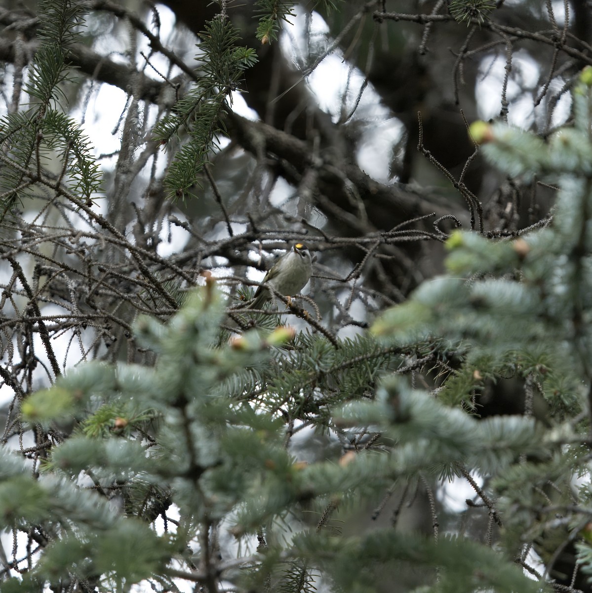 Golden-crowned Kinglet - ML620823643