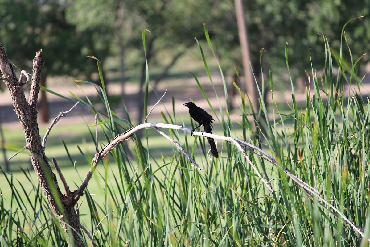 Great-tailed Grackle - ML620823650