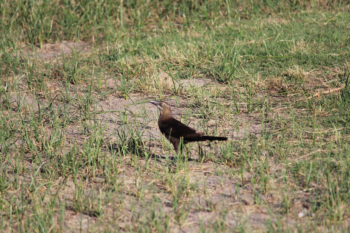 Great-tailed Grackle - ML620823651