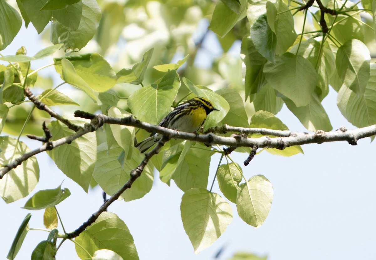 Townsend's Warbler - ML620823653