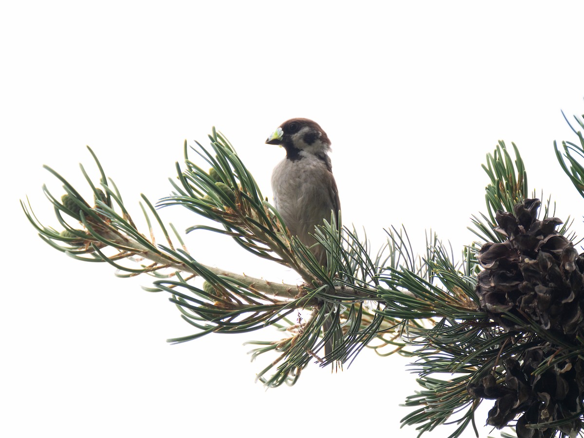 Eurasian Tree Sparrow - ML620823654