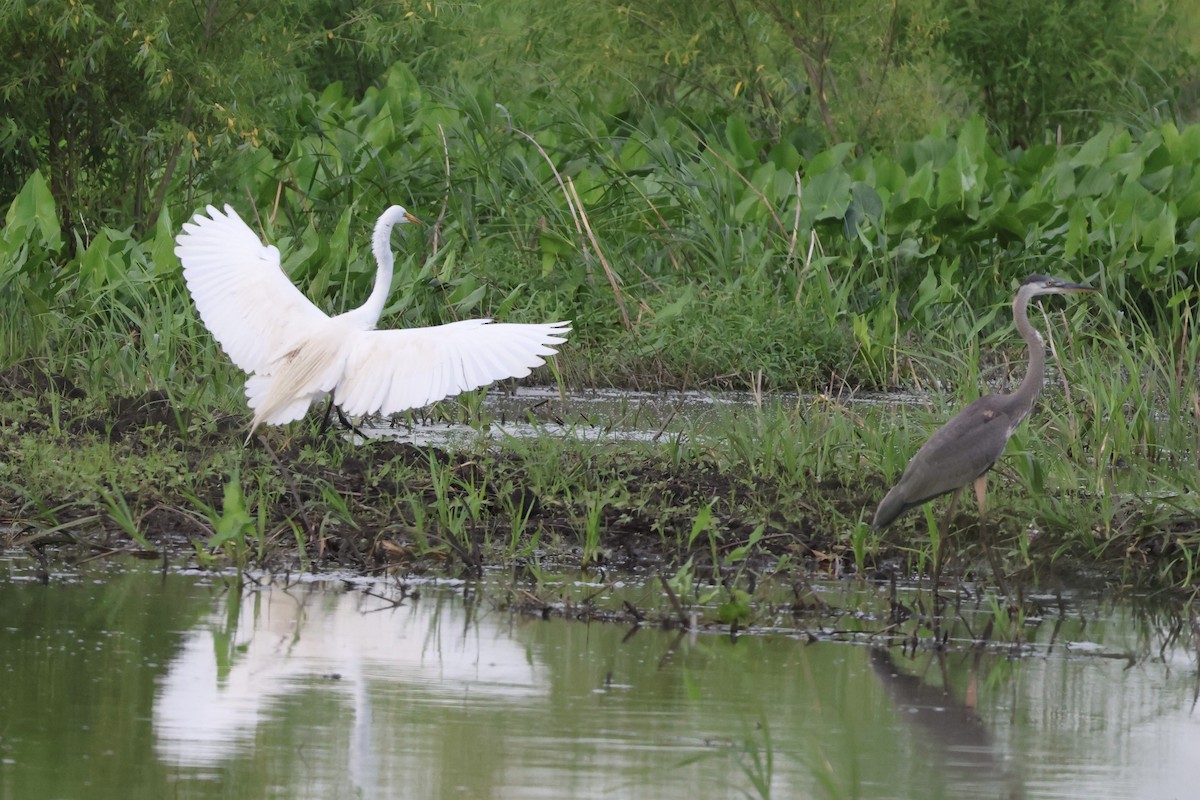 Great Egret - ML620823658