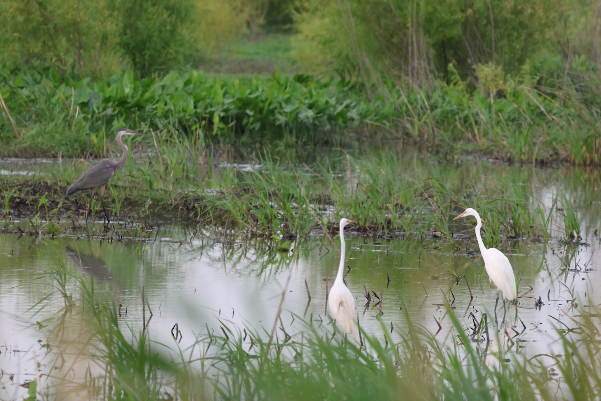 Great Egret - ML620823659