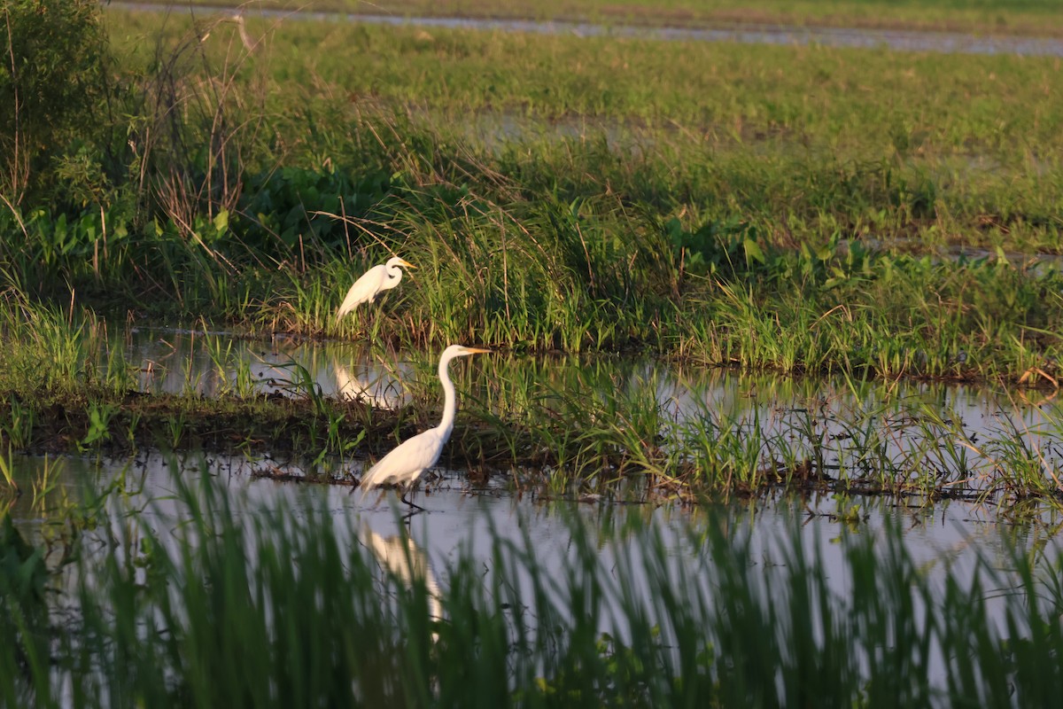 Great Egret - ML620823660