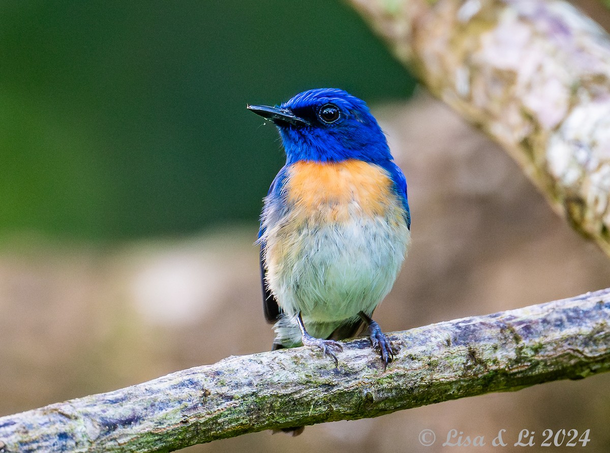 Malaysian Blue Flycatcher - Lisa & Li Li