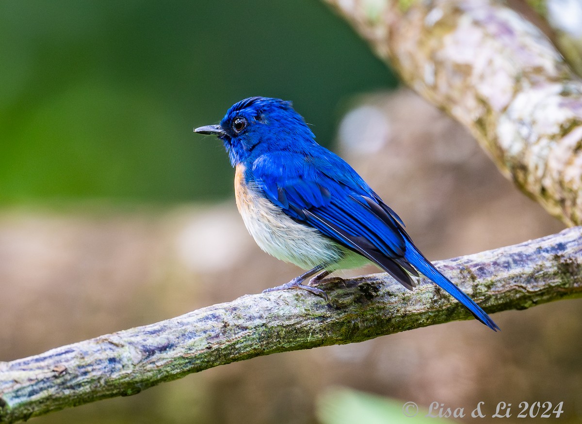 Malaysian Blue Flycatcher - ML620823668