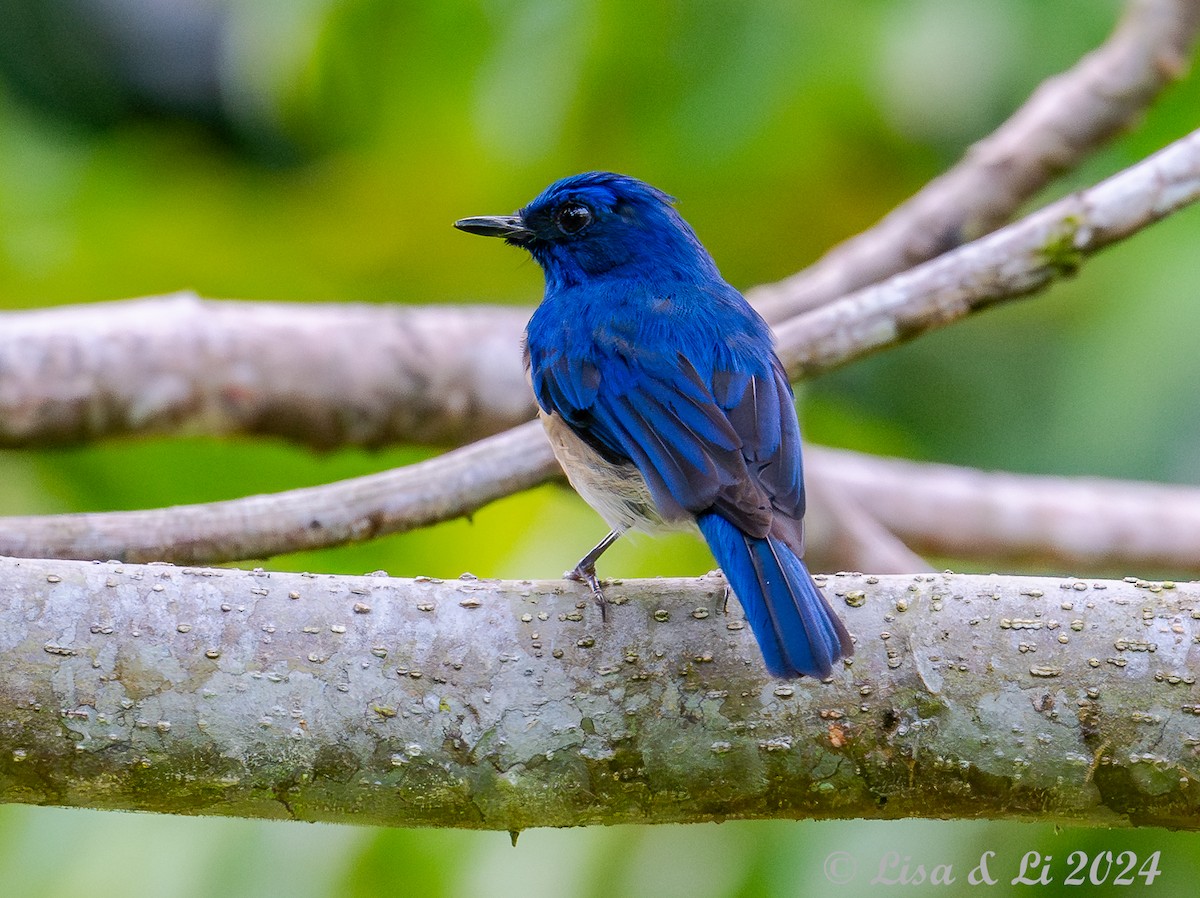 Malaysian Blue Flycatcher - ML620823669