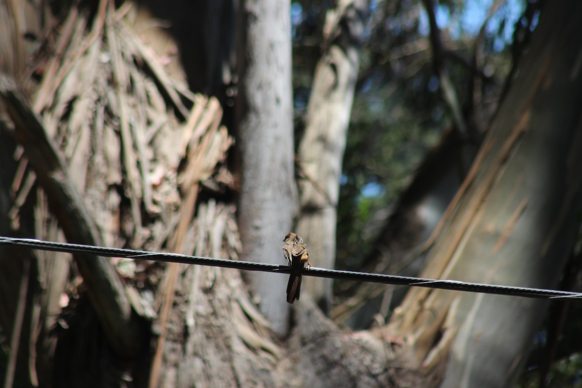 California Towhee - ML620823670