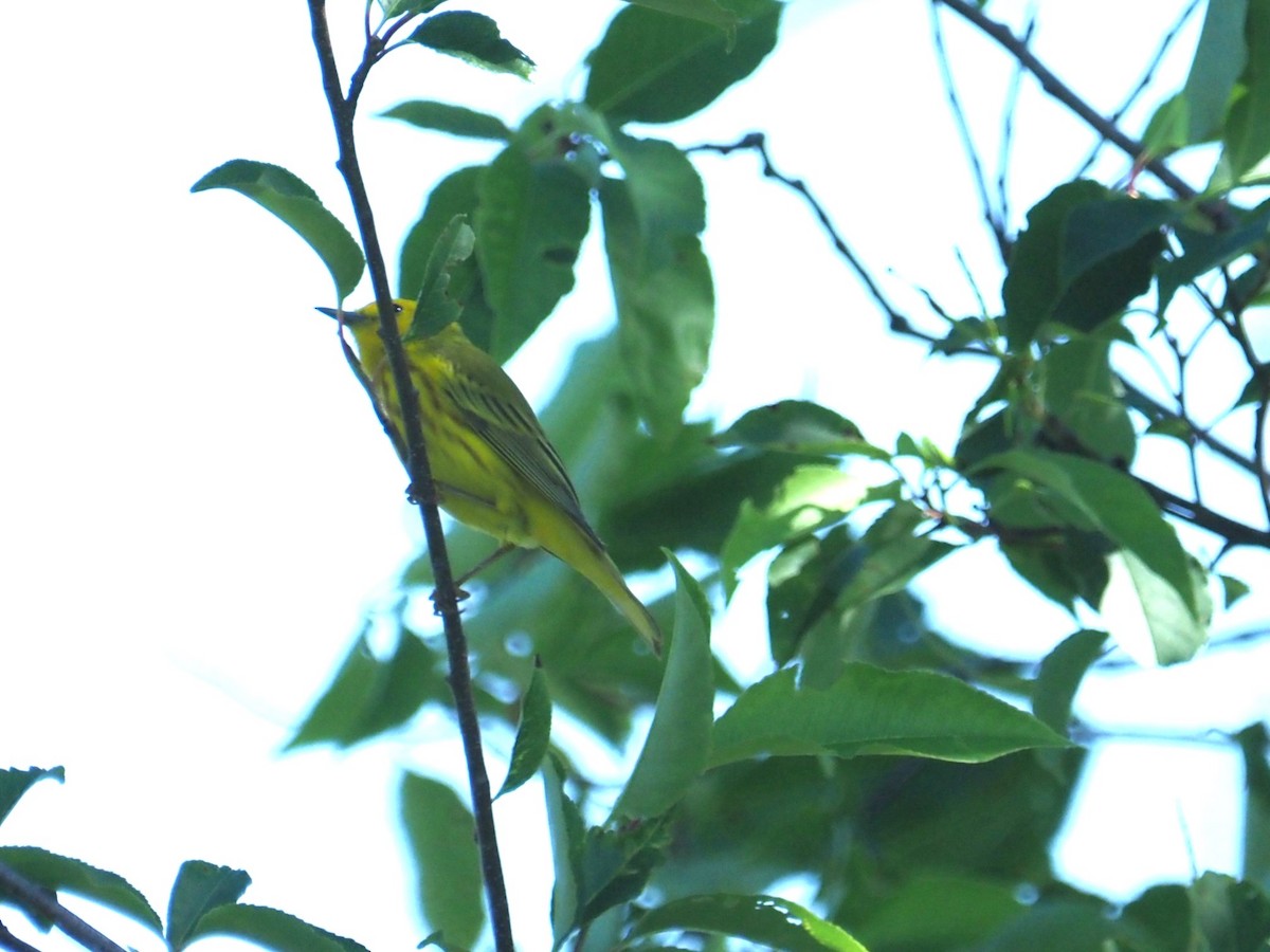 Yellow Warbler - ML620823671