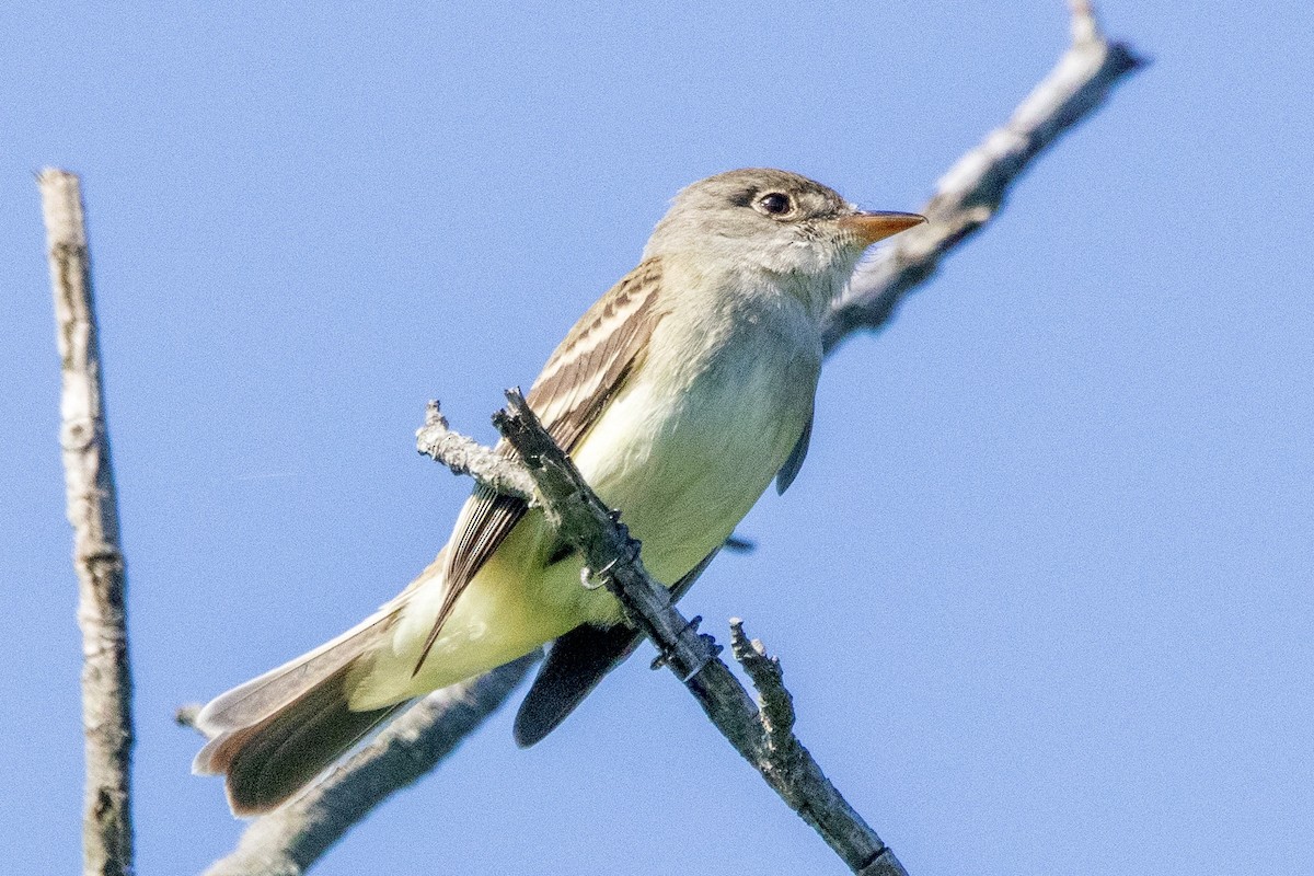 Willow Flycatcher - Daniel Day