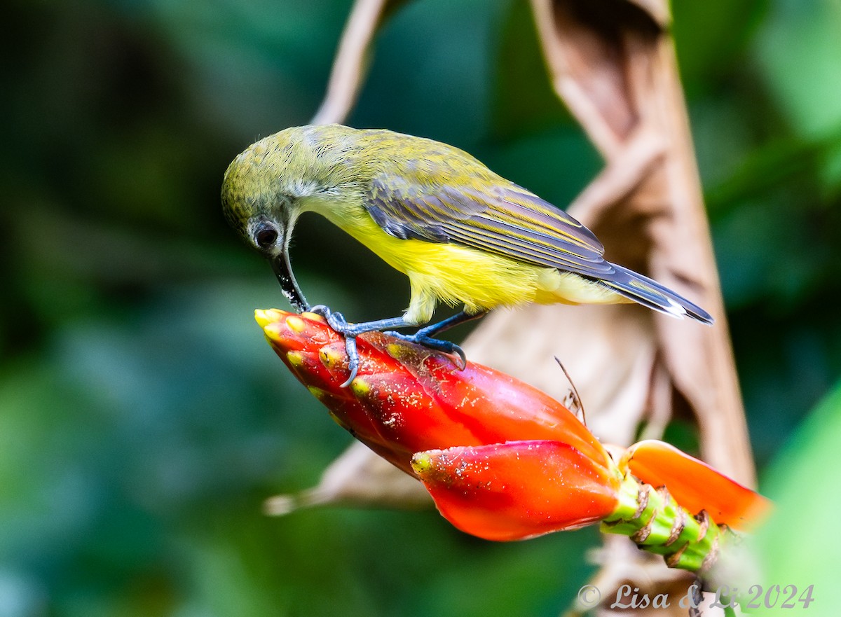 Little Spiderhunter - ML620823676