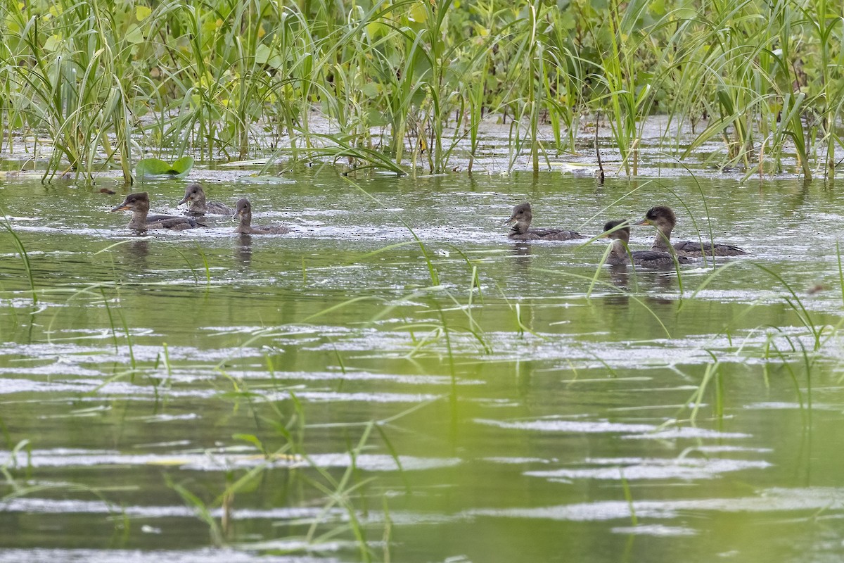 Hooded Merganser - ML620823678