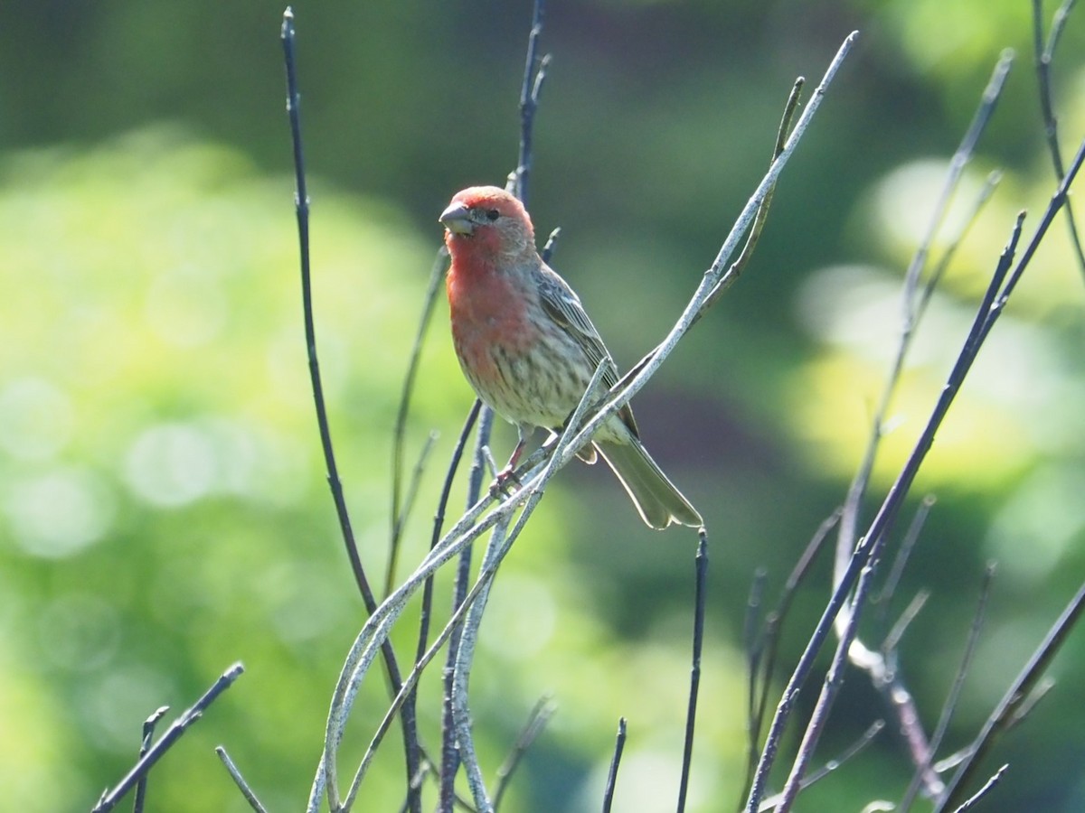 House Finch - ML620823680