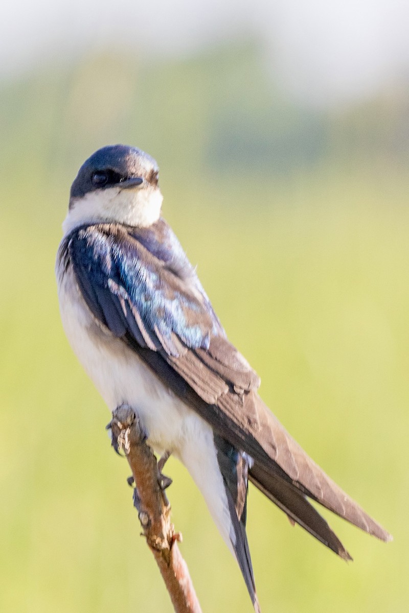 Tree Swallow - ML620823681