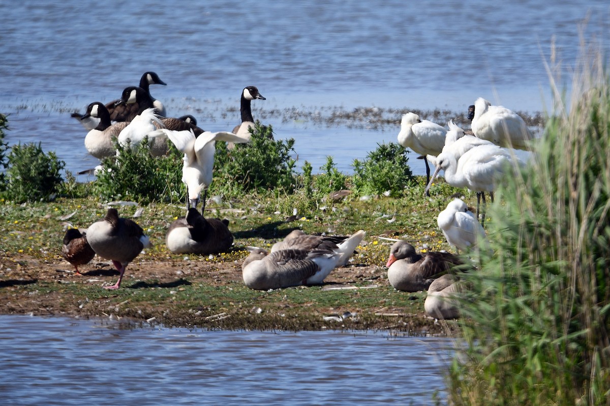 Eurasian Spoonbill - ML620823687