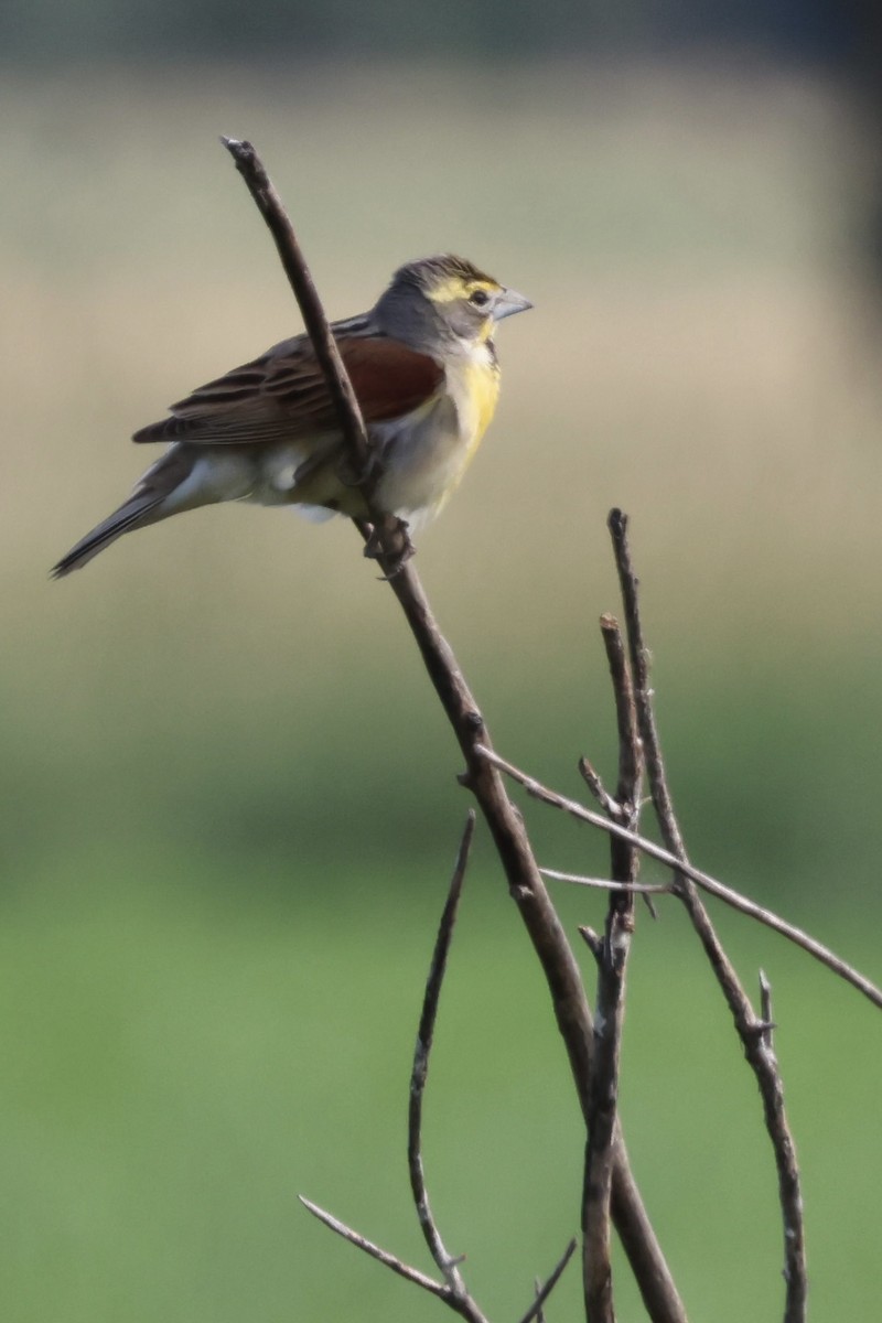 Dickcissel - Patty Berry