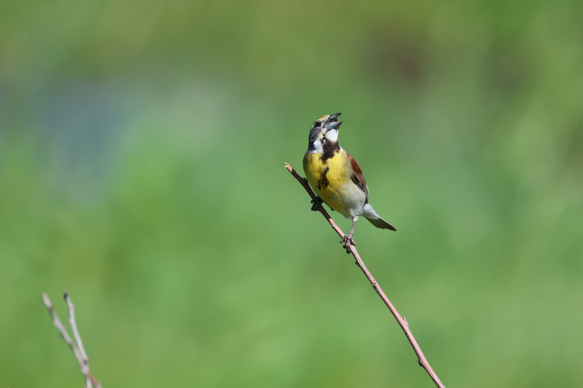 Dickcissel d'Amérique - ML620823690