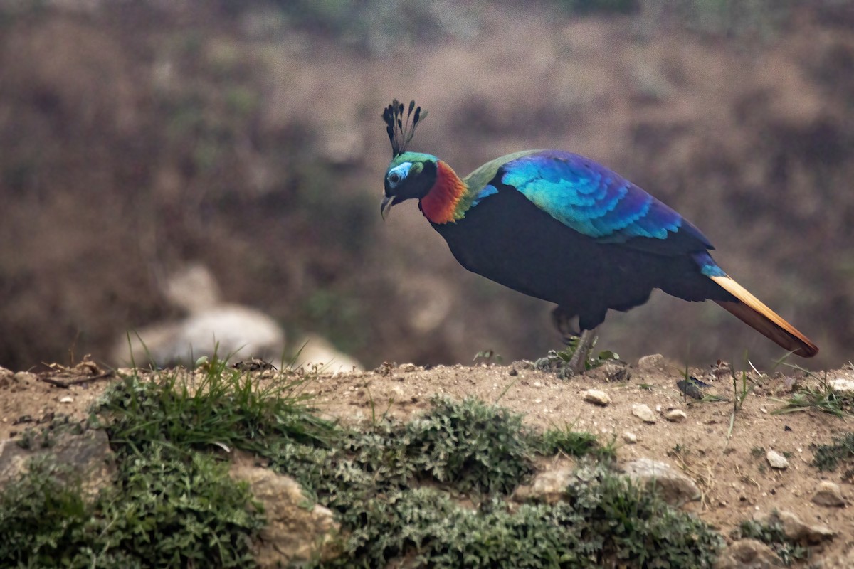 Himalayan Monal - ML620823691