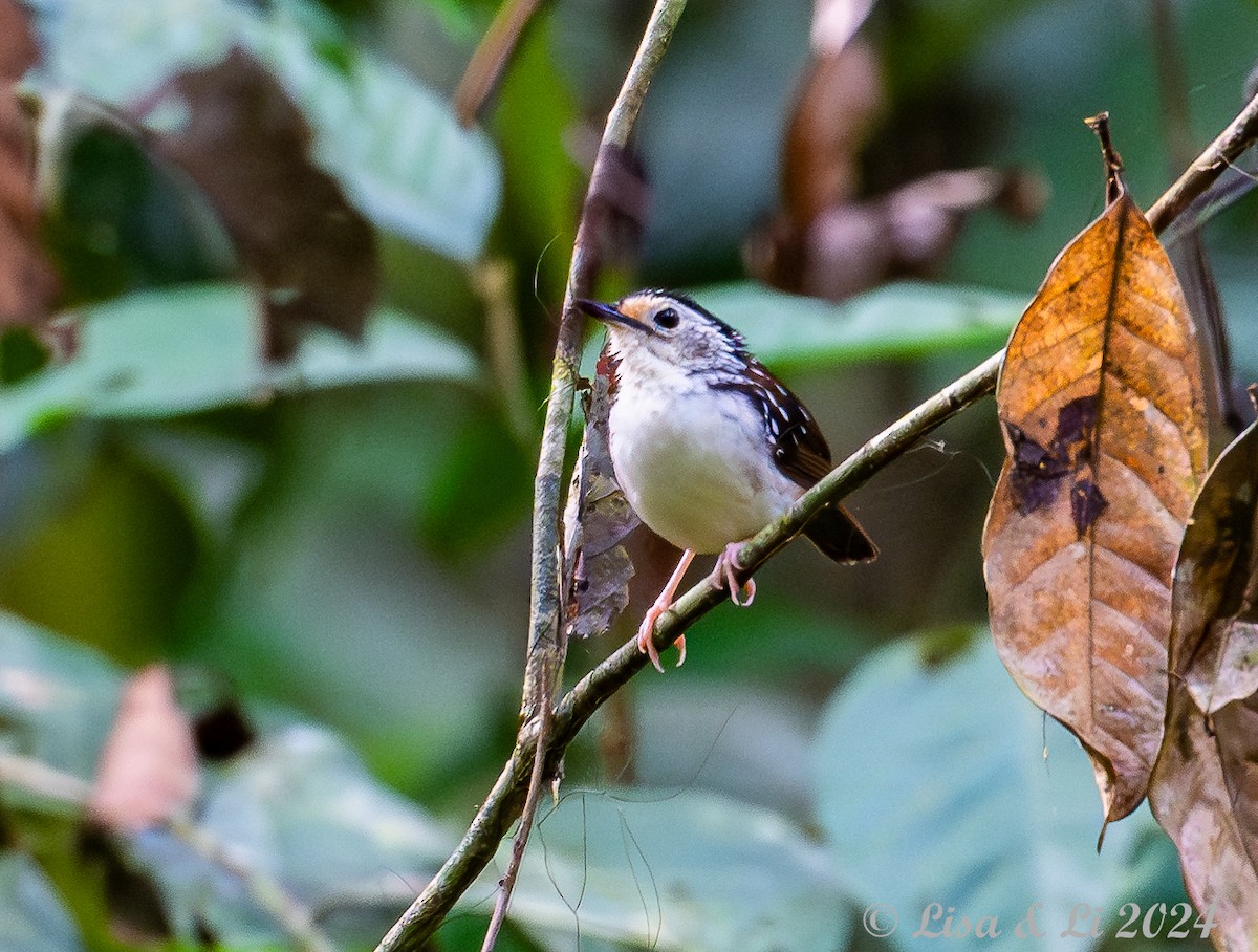 Striped Wren-Babbler - ML620823693