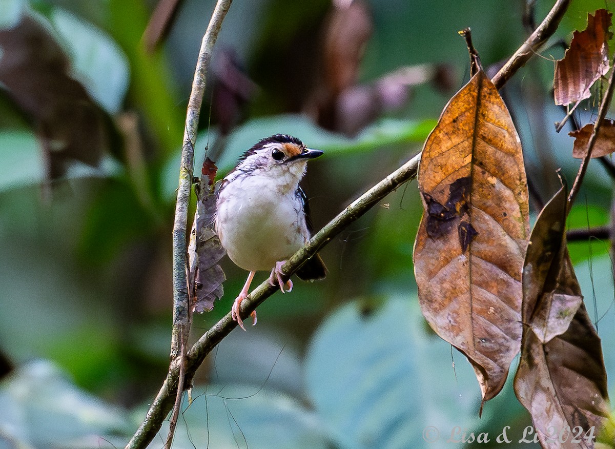 Striped Wren-Babbler - ML620823694