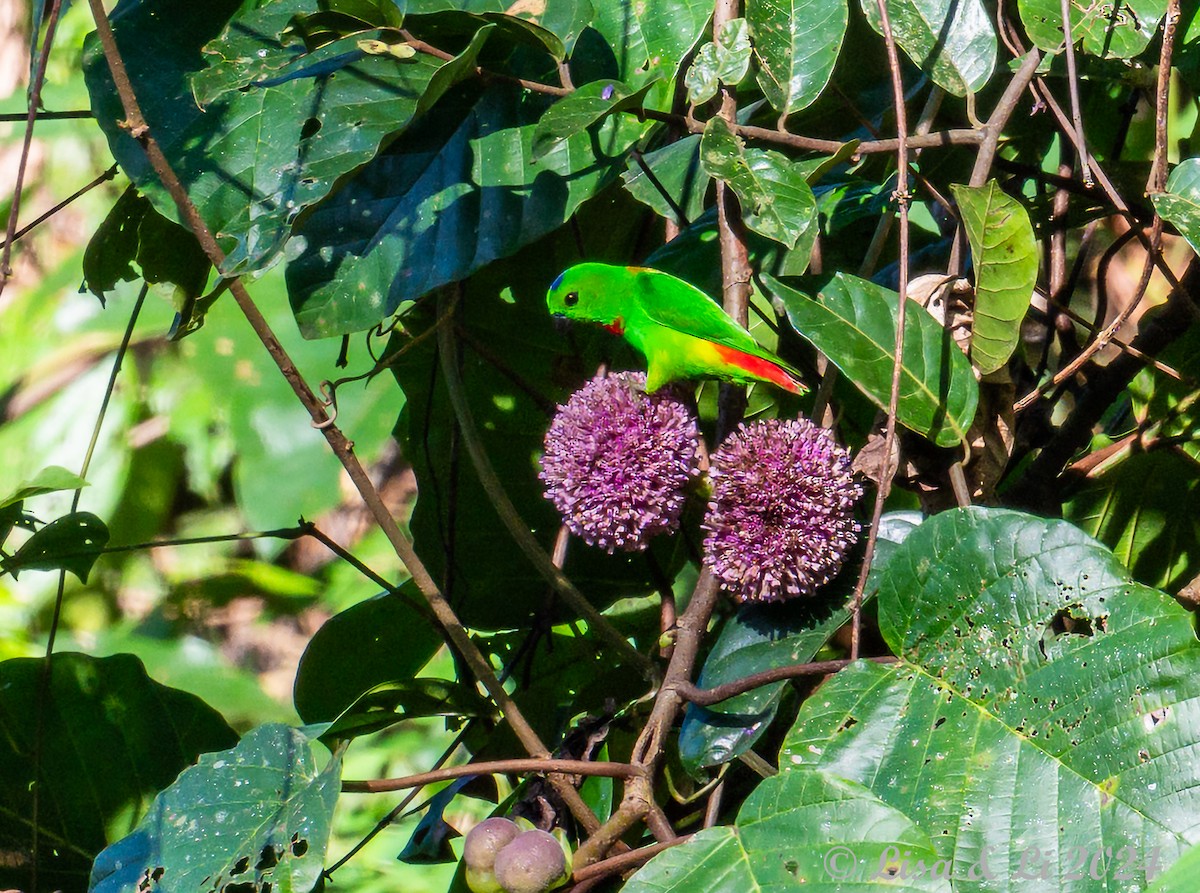 Blue-crowned Hanging-Parrot - ML620823698